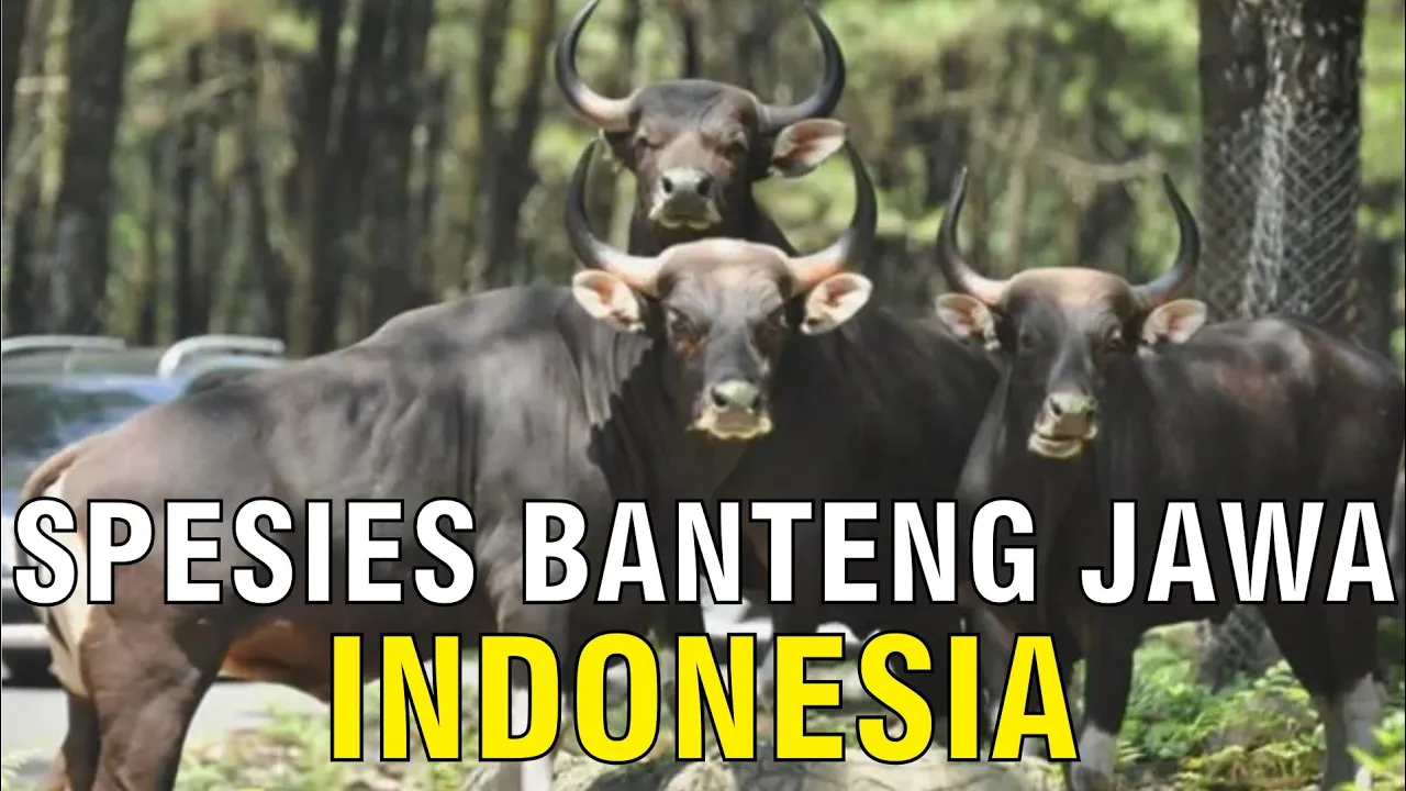 
                                 Populasi-Banteng-Jawa-Indonesia-Di-Taman-Margasatwa-Ragunan.jpg